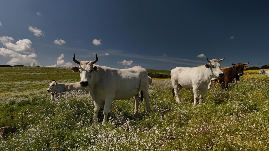 Agea stanzia oltre 103 milioni per il Sviluppo Rurale della campagna 2025