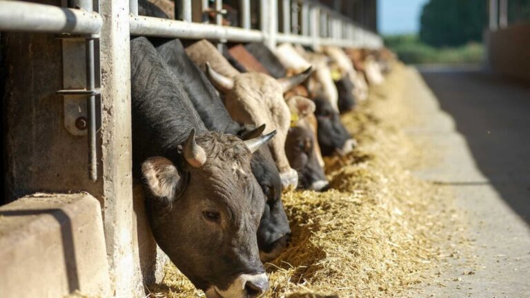 Assalzoo: la filiera zootecnica italiana affronta gravi rischi di approvvigionamento