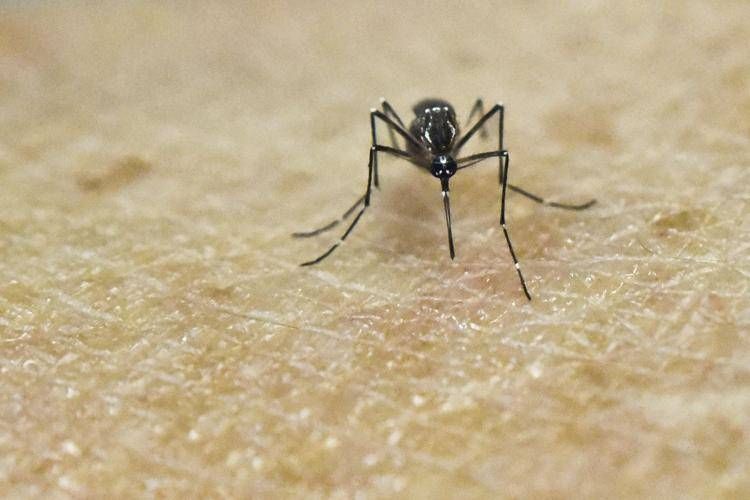 Chikungunya: disponibile in Italia il vaccino a partire dal 30 ottobre