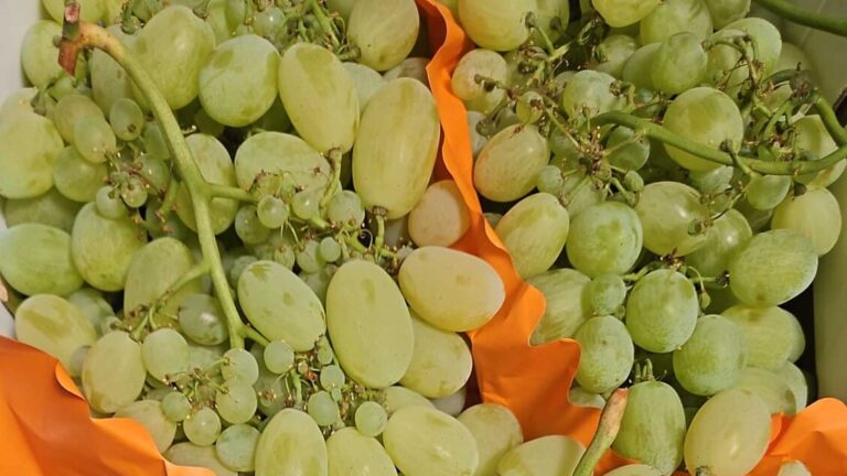 Clima influenza i prezzi al mercato: uva in calo del 44%, zucca del 17%