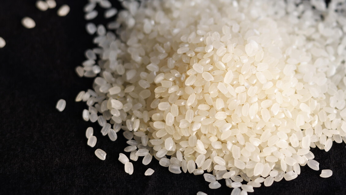 Coldiretti Vercelli-Biella lancia l’allerta per il crollo dei prezzi del riso