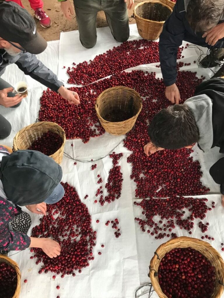 Dal chicco alla tazza: il terroir protagonista nei Campi Flegrei