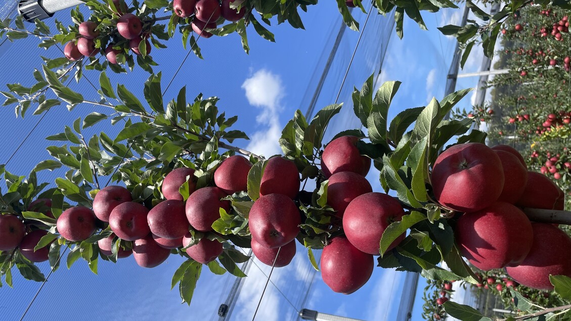Il Brasile si conferma tra i principali mercati extra Ue per le mele italiane