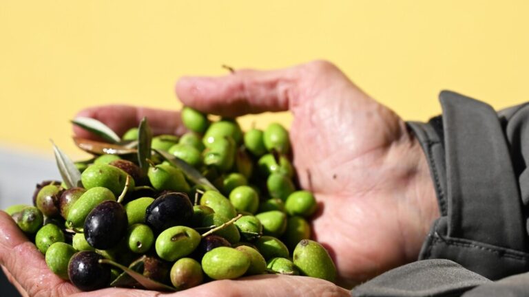 Ottima raccolta per l’uliveto Italia nel 2023: 300mila tonnellate (+21%)