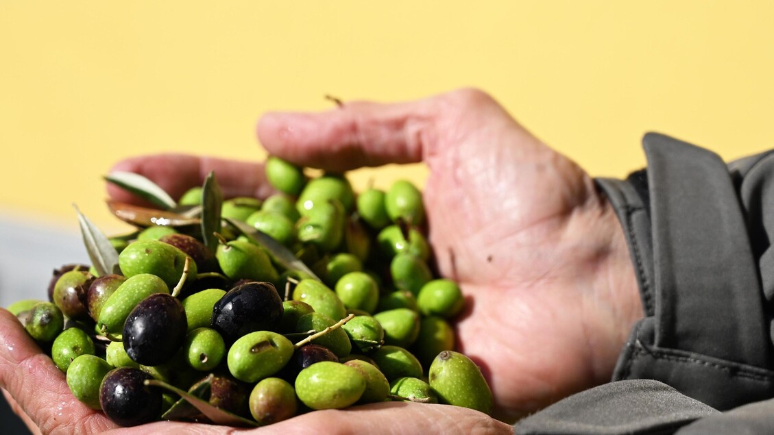 Ottima raccolta per l’uliveto Italia nel 2023: 300mila tonnellate (+21%)