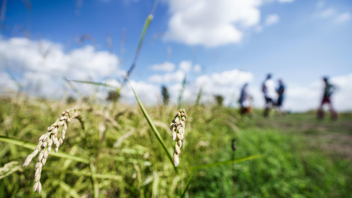 Riso: l’Italia sollecita all’Ue maggiori tutele e reciprocità commerciale