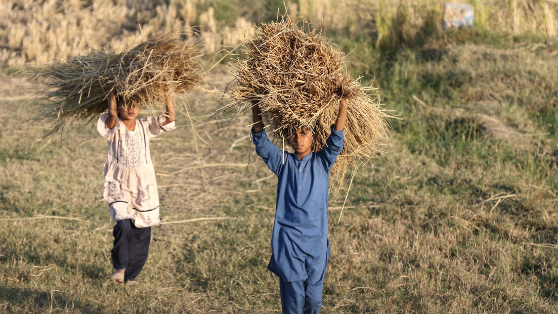 Slow Food: l’espansione del consumo di suolo minaccia l’agricoltura