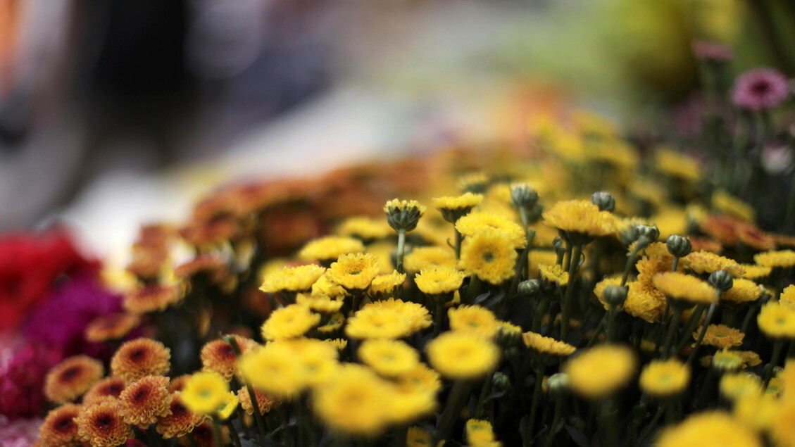 Wwf: avviata una nuova coalizione per la salvaguardia degli impollinatori