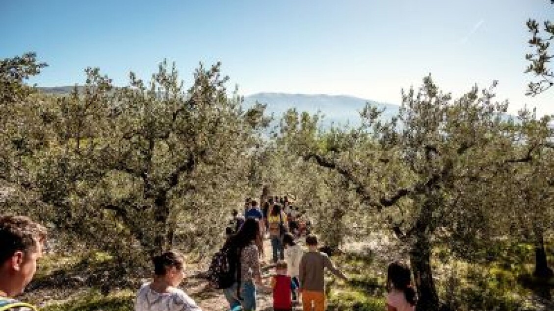 ‘Coltiviamo la Pace’: riprende la Camminata tra gli Olivi nel 2025