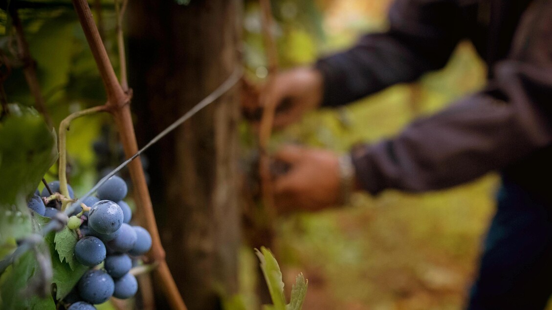 Agia Cia: solo il 9% dei giovani sotto i 40 anni nei campi, necessaria una svolta generazionale