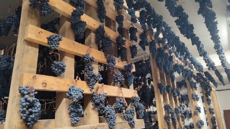 Appassimenti aperti: due giorni di celebrazione per la Vernaccia Nera