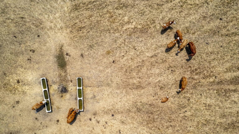 Fao: il degrado del suolo colpisce 1,7 miliardi di individui nel mondo