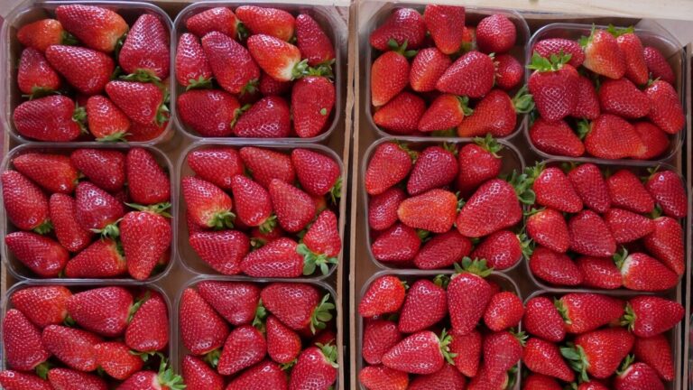 Masaf, la fragola della Basilicata riceve il prestigioso riconoscimento Igp