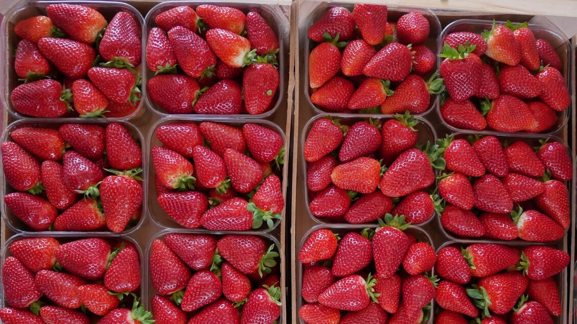 Masaf, la fragola della Basilicata riceve il prestigioso riconoscimento Igp