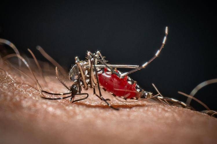 Medici avvertono: rischio zanzare e conseguenze possibili fino a Natale