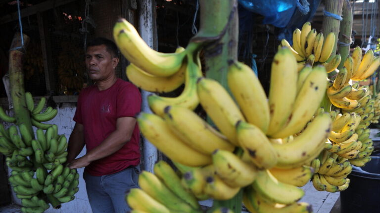 Panama annuncia la ripresa delle esportazioni di banane per inizio 2026