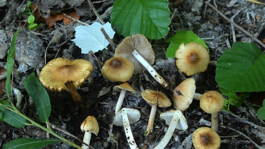 Scoperta di due nuove specie di funghi a Città di Castello nel 2025