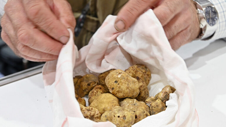 Tartufi: il Piemonte avvia un piano di salvaguardia per il futuro