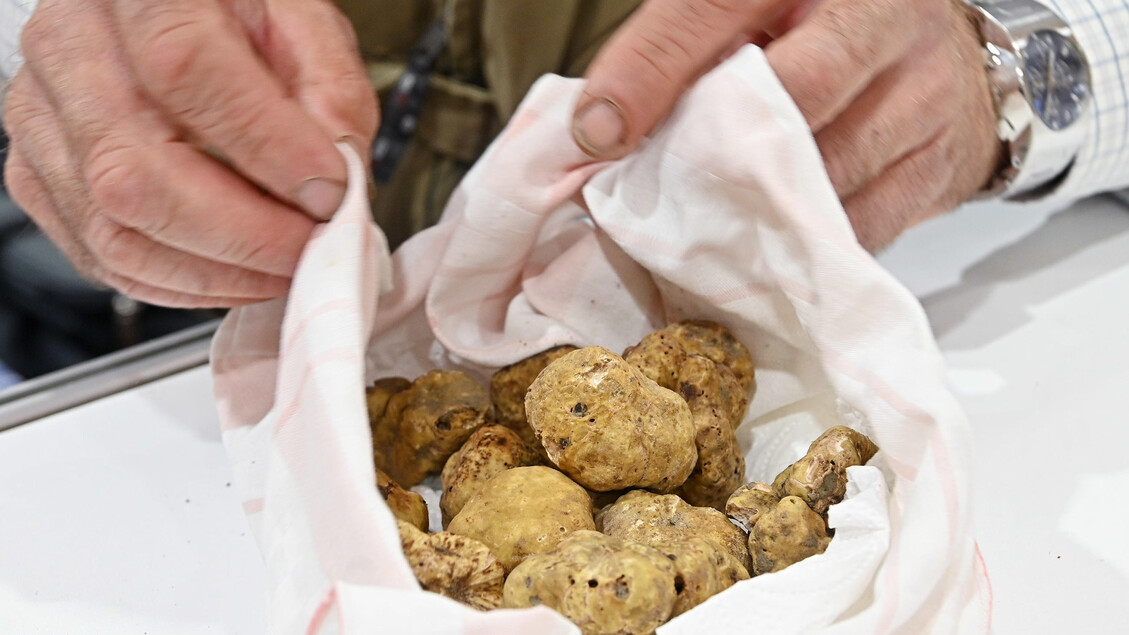 Tartufi: il Piemonte avvia un piano di salvaguardia per il futuro